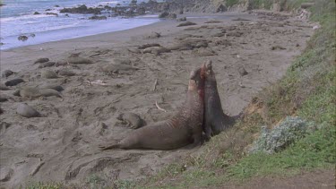 two scarred bloody elephant seal males fighting