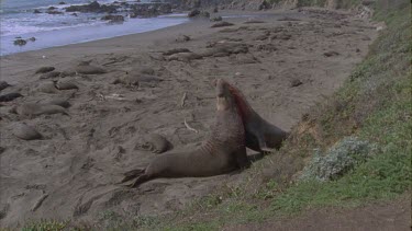 two scarred bloody elephant seal males fighting