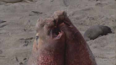 two scarred bloody elephant seal males fighting