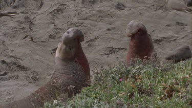 two scarred bloody elephant seal males fighting roaring scrub foreground