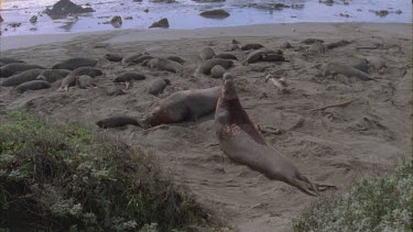 two scarred bloody elephant seal males fighting scrub foreground basking seals background