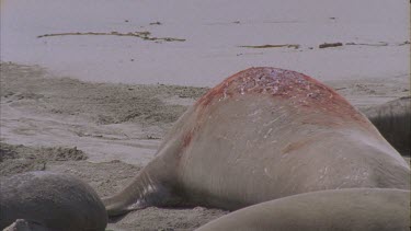 two scarred bloody elephant seal males exhausted resting