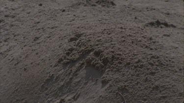cu sand on elephant seal's back