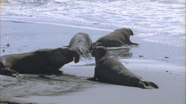 two elephant seals fight one chases the other off the beach