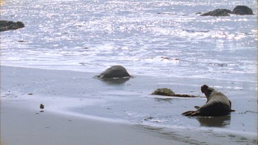 defeated elephant seal male crawls along beach