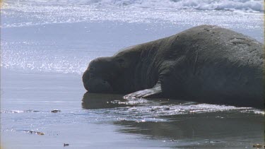 defeated elephant male rest shots