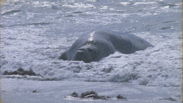 elephant seal rides wave onto beach