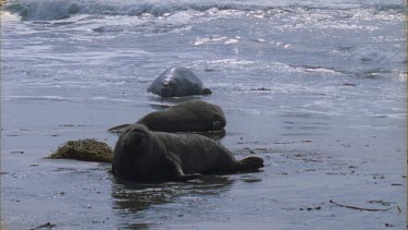 elephant seal rides wave onto beach