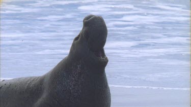 elephant seal male roaring rest shots on beach