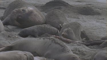 female elephant seal fanning sand