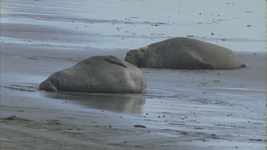 elephant seals bask sleep