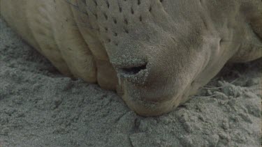 elephant seal female nose cu moves out of shot