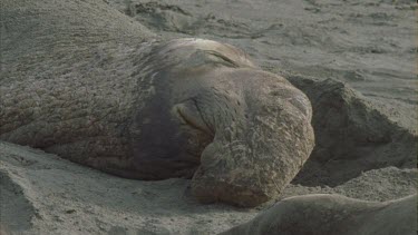 male basking sleeping