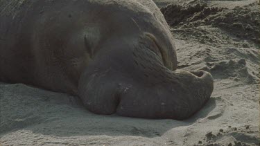 male basking sleeping