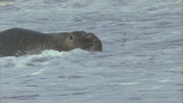 male in waves