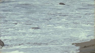 waves crashing over seals