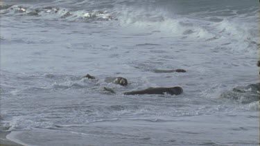 seals ride wave into sea