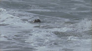 seals ride crashing waves
