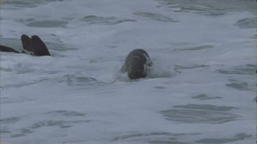 male seal swimming in waves