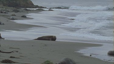 elephant seals basking on beach