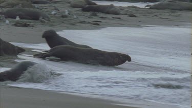 elephant seals crawls into crashing waves