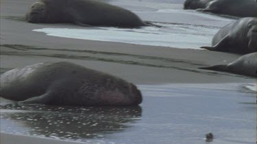 male crawling into waves swimming