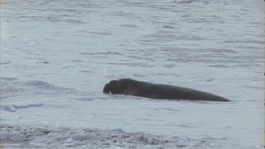 male seal rides wave back up beach arches body