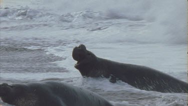 seals ride waves onto beach and into sea