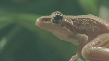 frog sitting on reed calling breathing