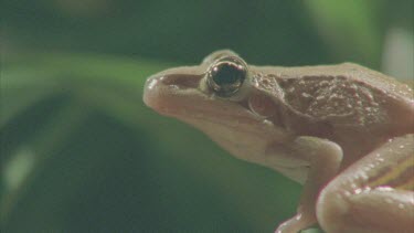 frog sitting on reed frog leaping