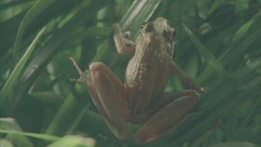 frog sitting on reed calling breathing