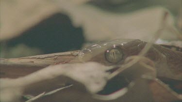 snake slithers through leaf litter flickers tongue