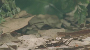 snake slithers through leaf litter flickers tongue