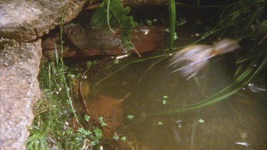 frog leaps into pool of water