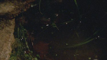 frog leaps into pool of water swims away