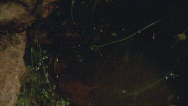 frog leaps into pool of water