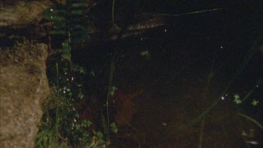 frog leaps into pool of water swims away