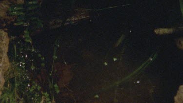 frog leaps into pool of water swims away