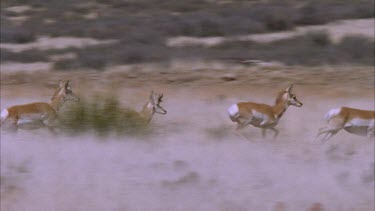 herd of pronghorn running past camera