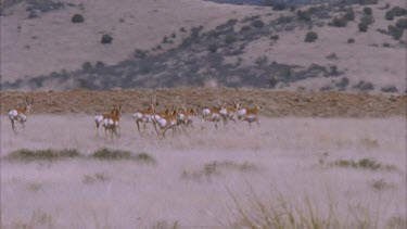 herd of pronghorn running past camera