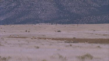 herd of pronghorn running in grasslands