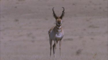 Single pronghorn male stands looking at camera