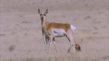 female pronghorn standing and looking at camera then male looking at camera