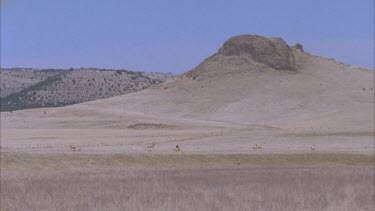 herd of pronghorn in the distance grazing