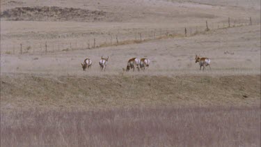 herd of pronghorn grazing fence in background