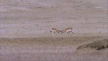 two young male pronghorn rutting