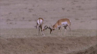 two young male pronghorn rutting exit frame