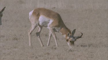 Group of pronghorn in the grasslands some grazing and some just walking