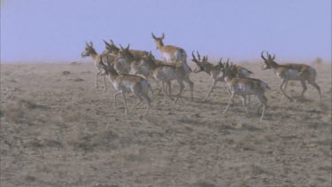 herd of pronghorn moving up onto a small hill They stop and look around