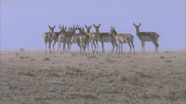 herd of pronghorn standing on hill exit frame